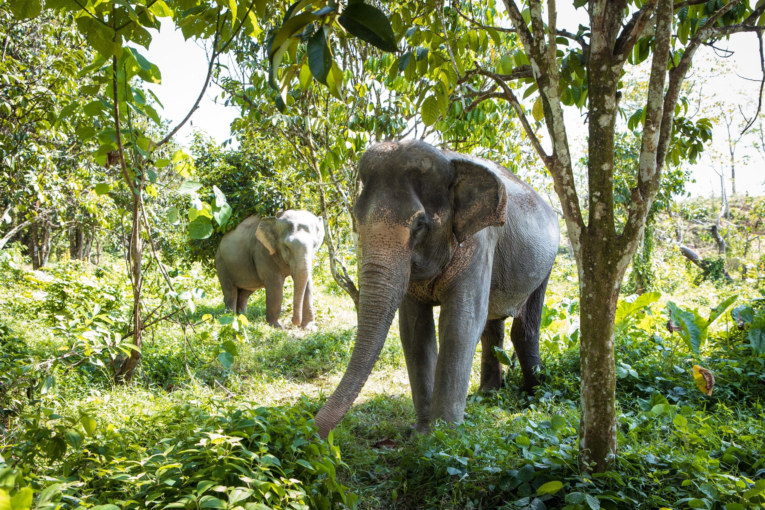 Elephant sanctuary park. Пхукет Элефант Санктуари. Слоновий заповедник на Пхукете. Санктуарий слонов Пхукет. Заповедник слоновых джунглей Пхукет.